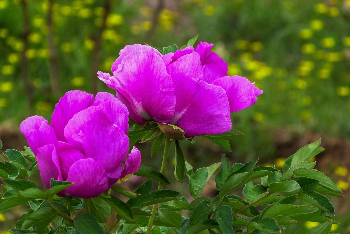 我只是把出去看到的随手记录下来（106）