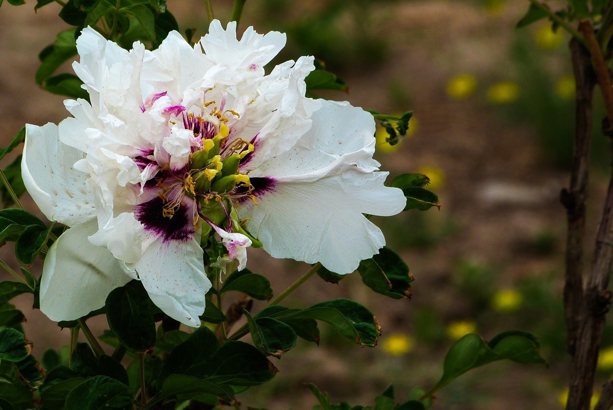 我只是把出去看到的随手记录下来（106）
