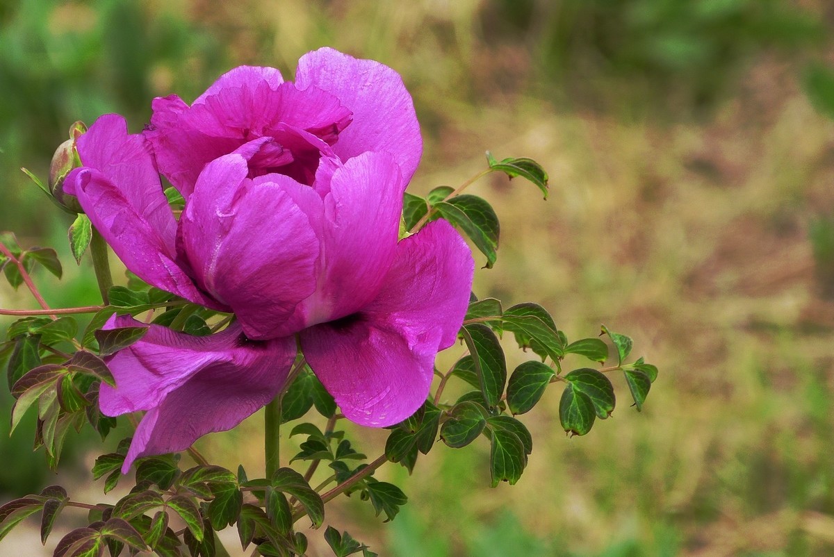 我只是把出去看到的随手记录下来（106）