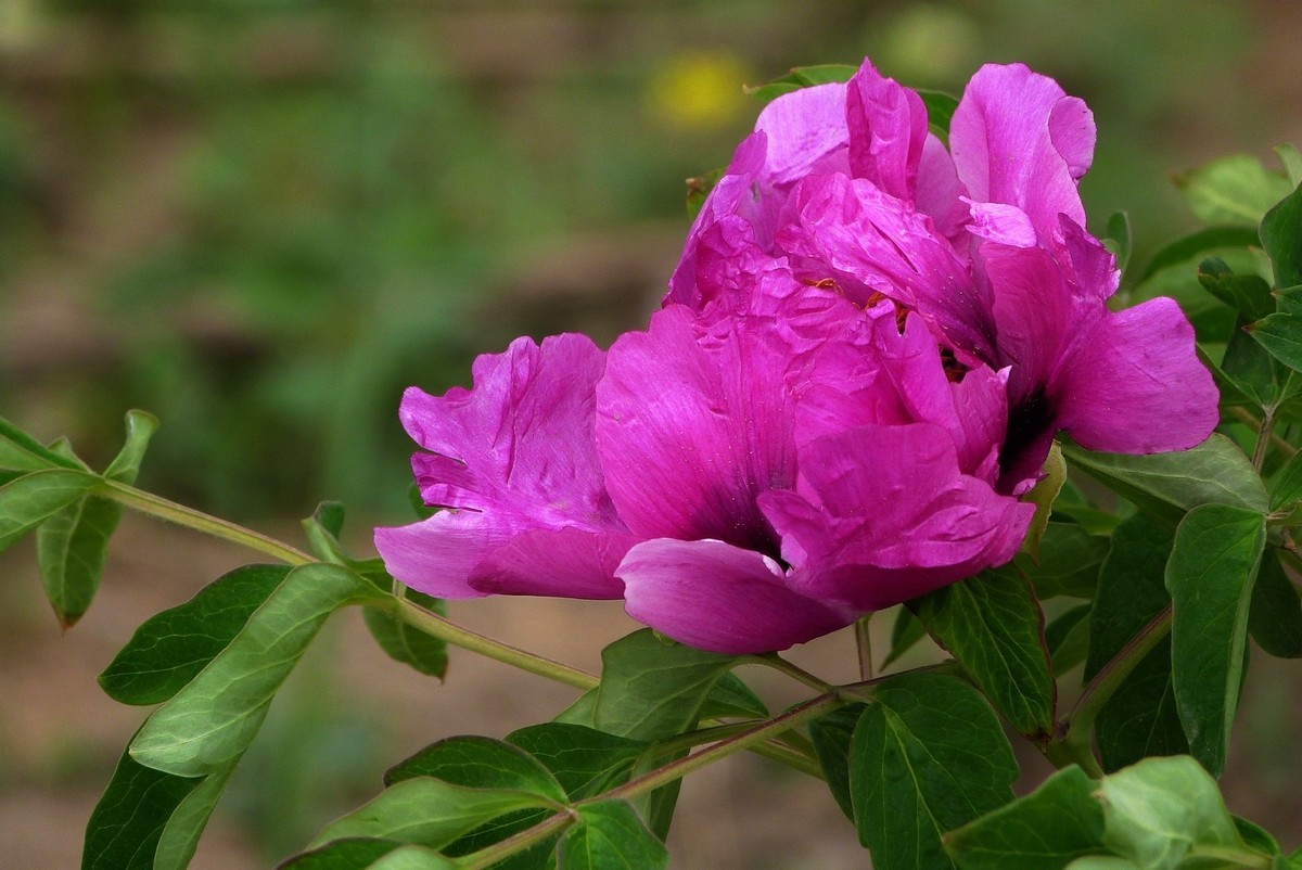 我只是把出去看到的随手记录下来（106）