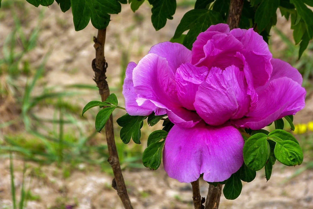 我只是把出去看到的随手记录下来（106）