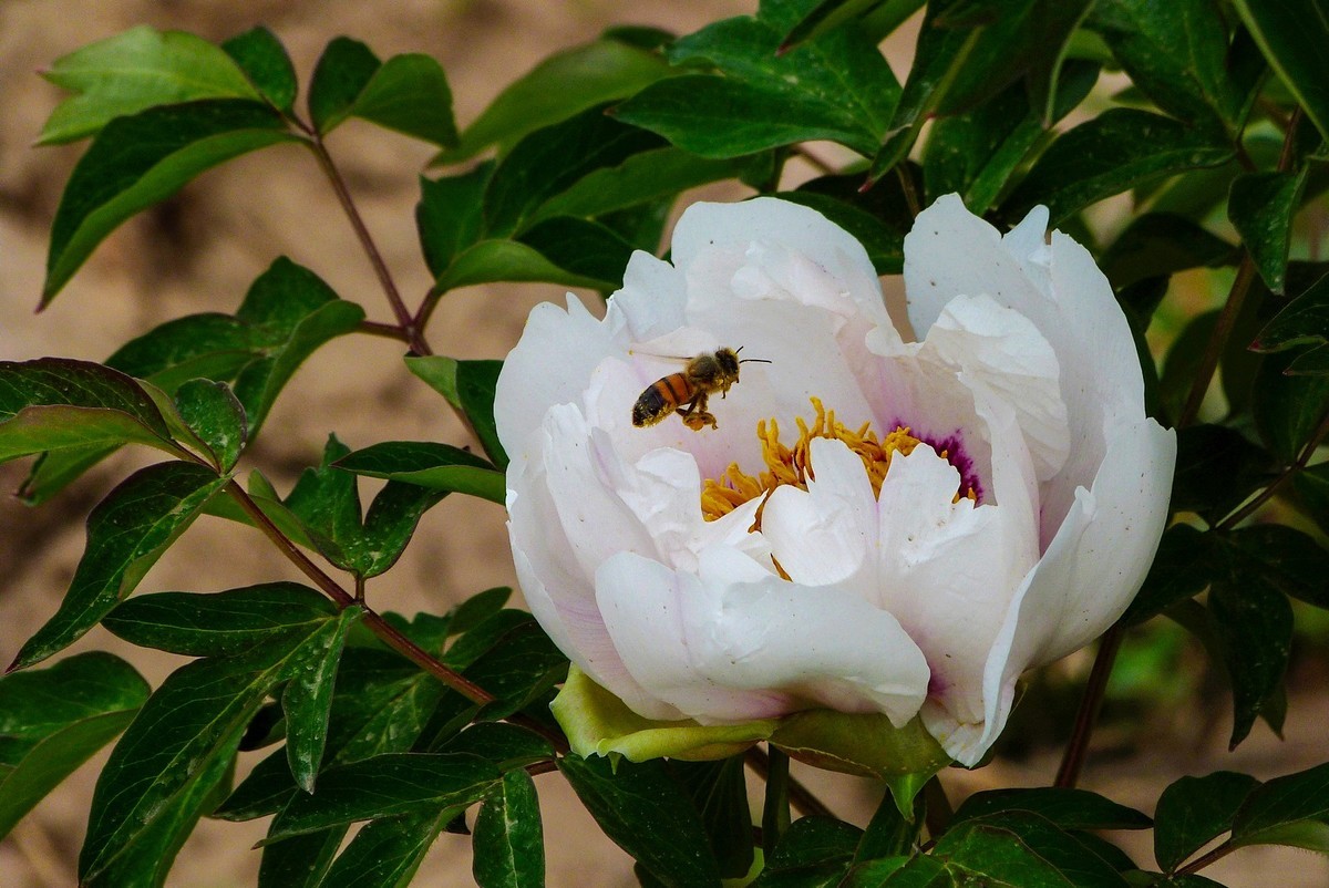 我只是把出去看到的随手记录下来（106）