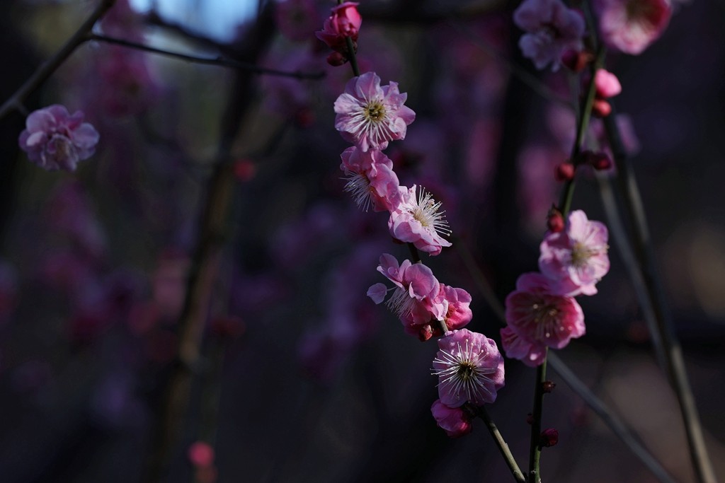中山公园梅花
