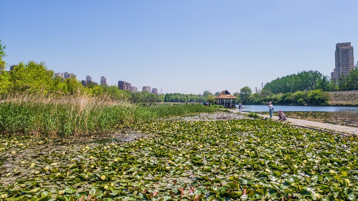 大 连 前 关 湿 地 （ 三 ）