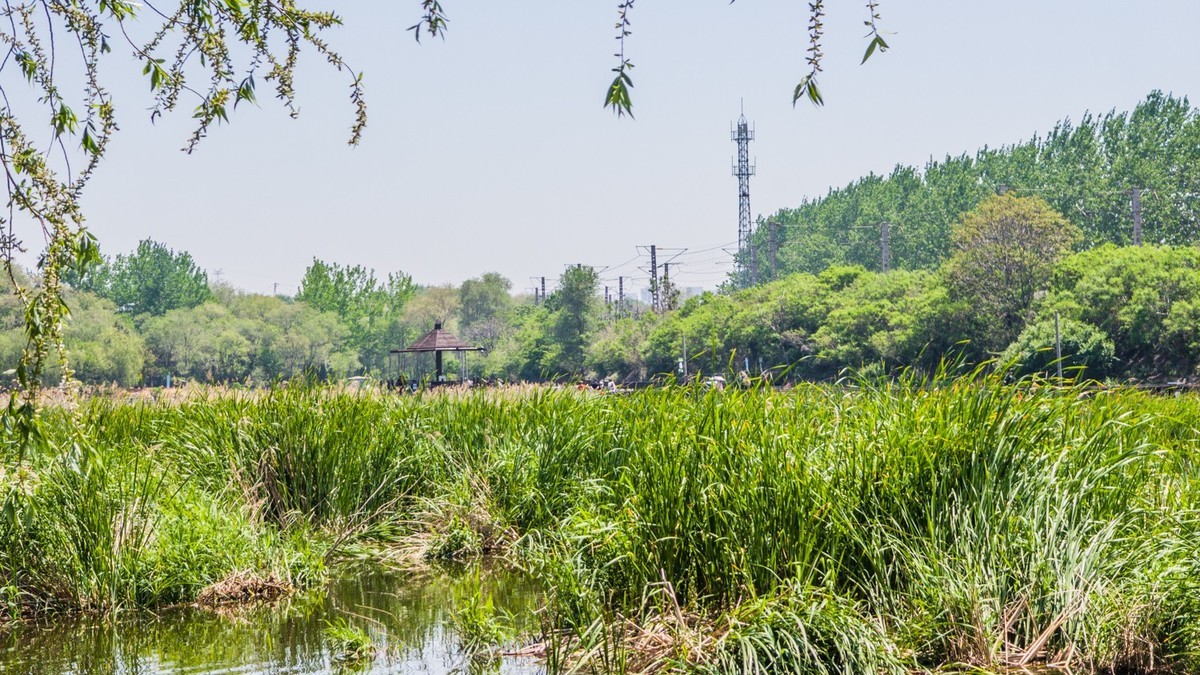 大 连 前 关 湿 地 （ 三 ）
