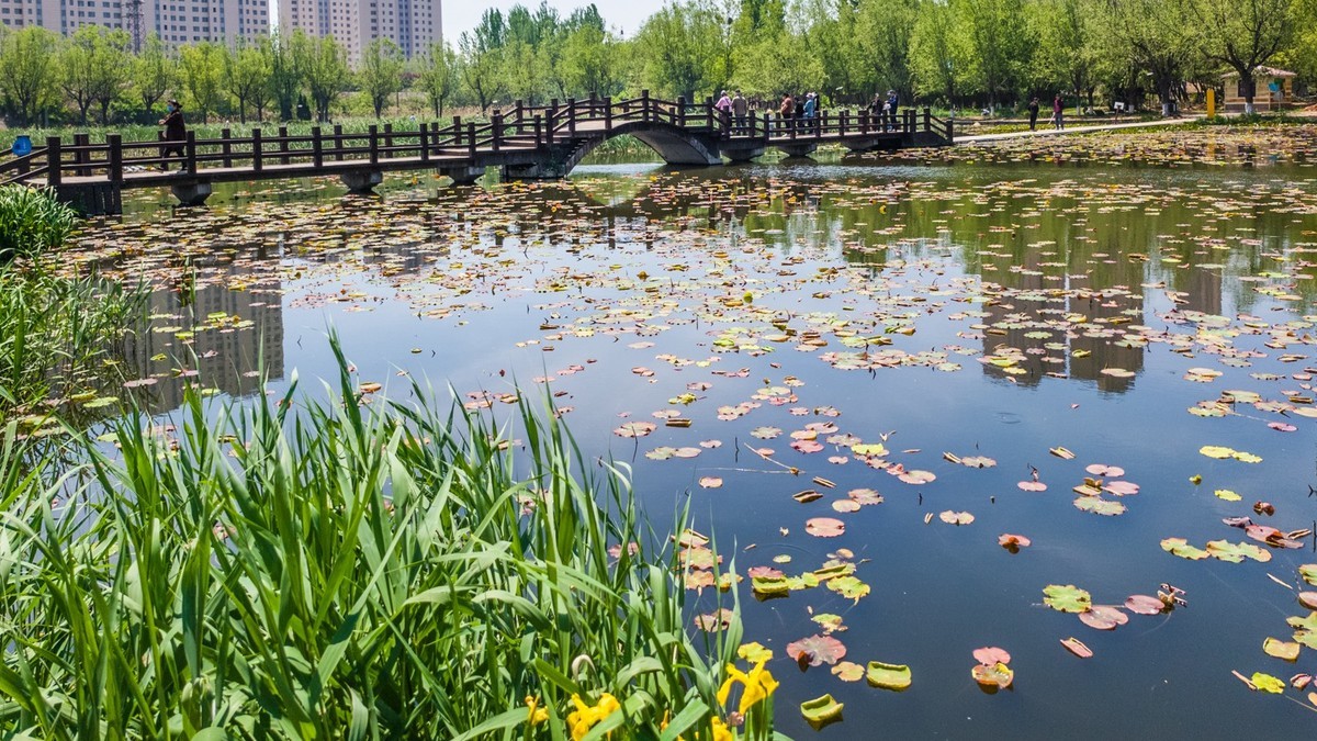 大 连 前 关 湿 地 （ 三 ）