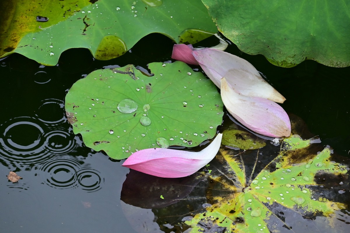 雨天拍荷花