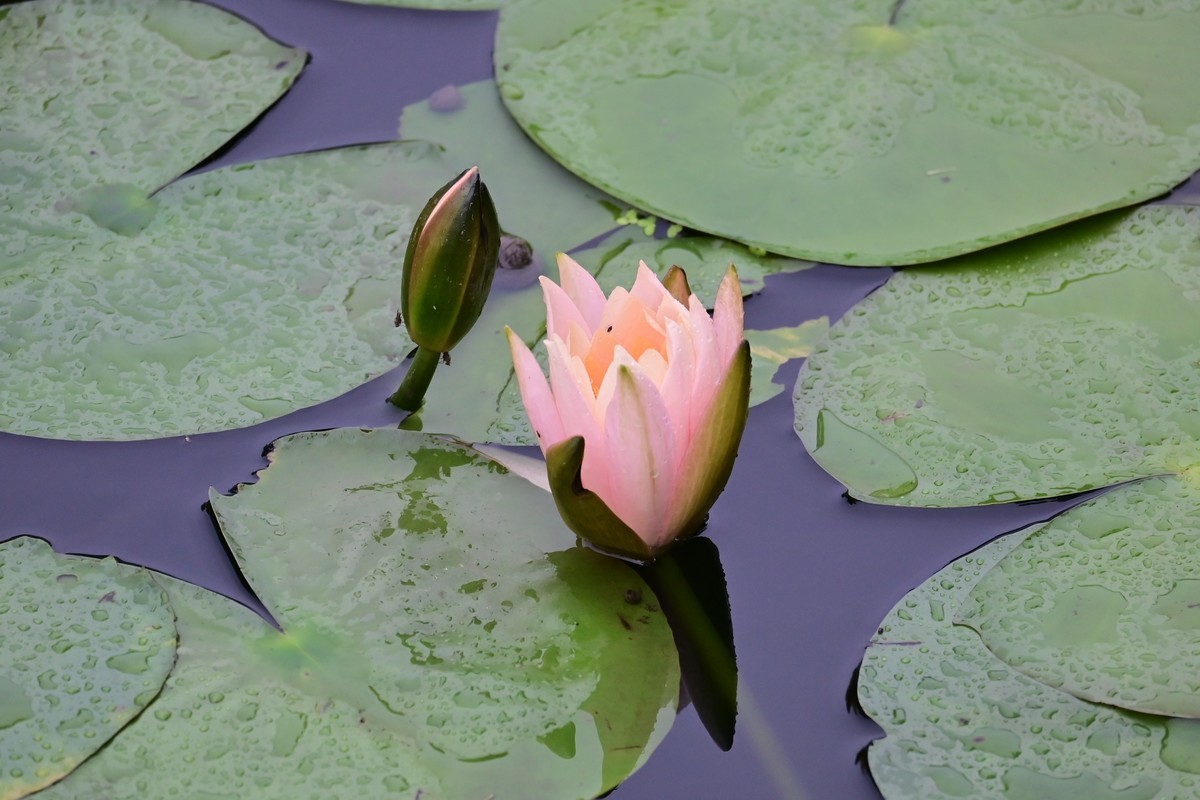 雨天拍荷花
