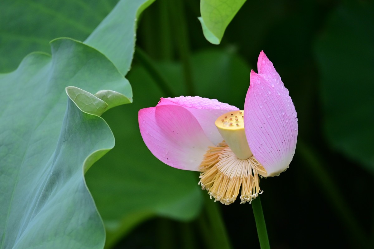 雨天拍荷花