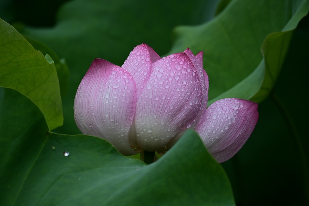 雨天拍荷花