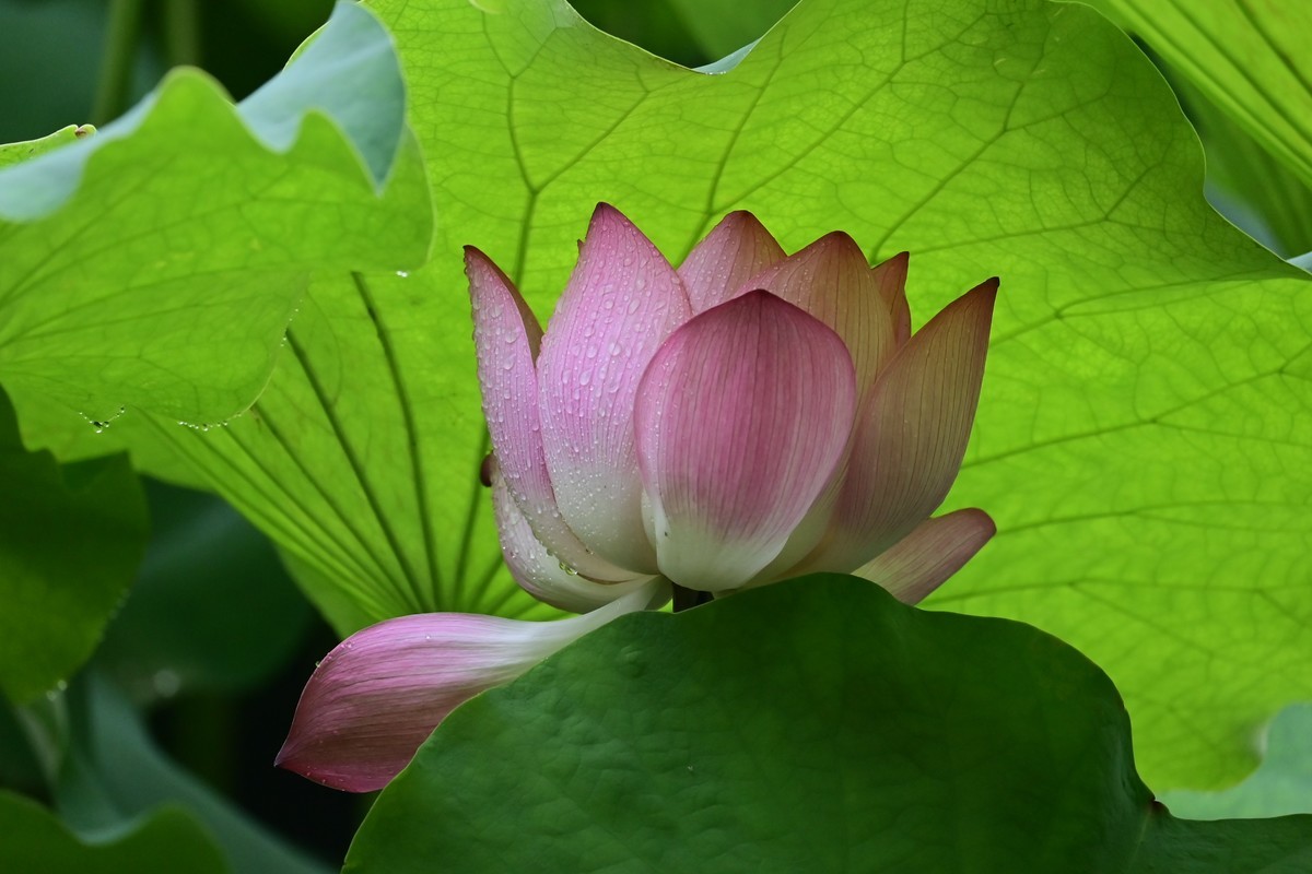 雨天拍荷花