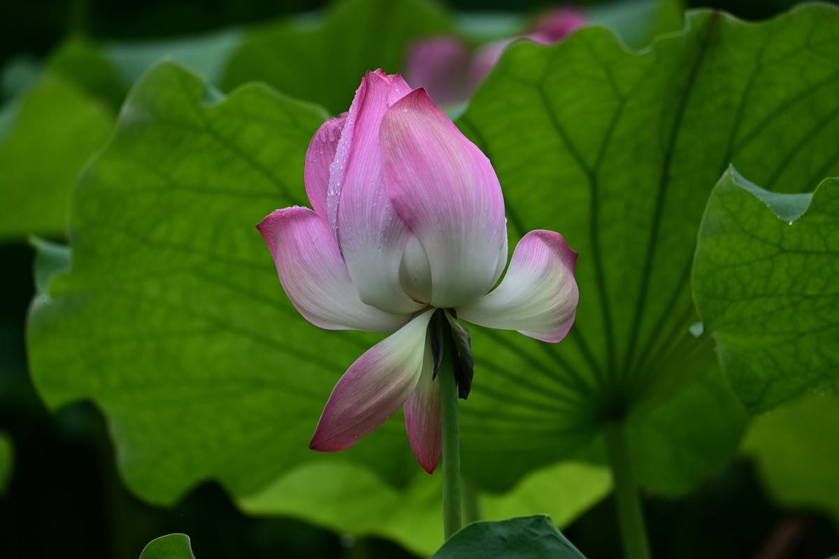 雨天拍荷花