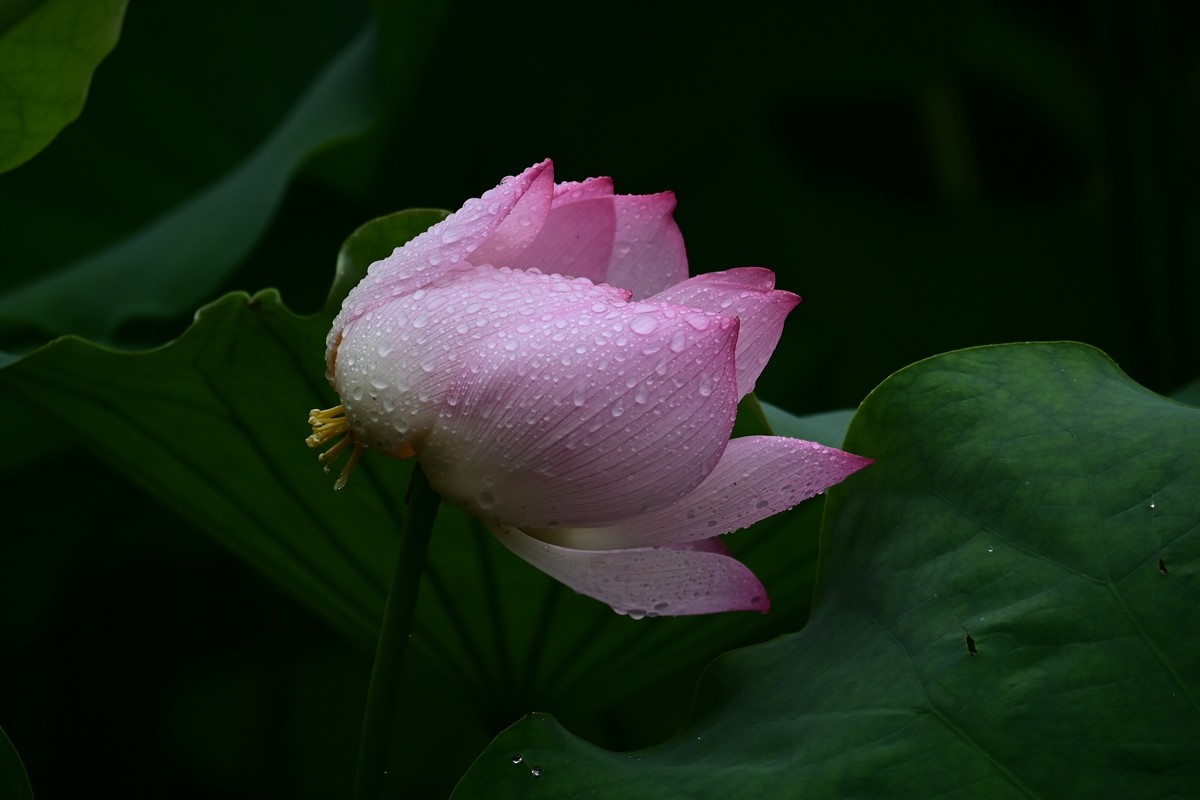 雨天拍荷花