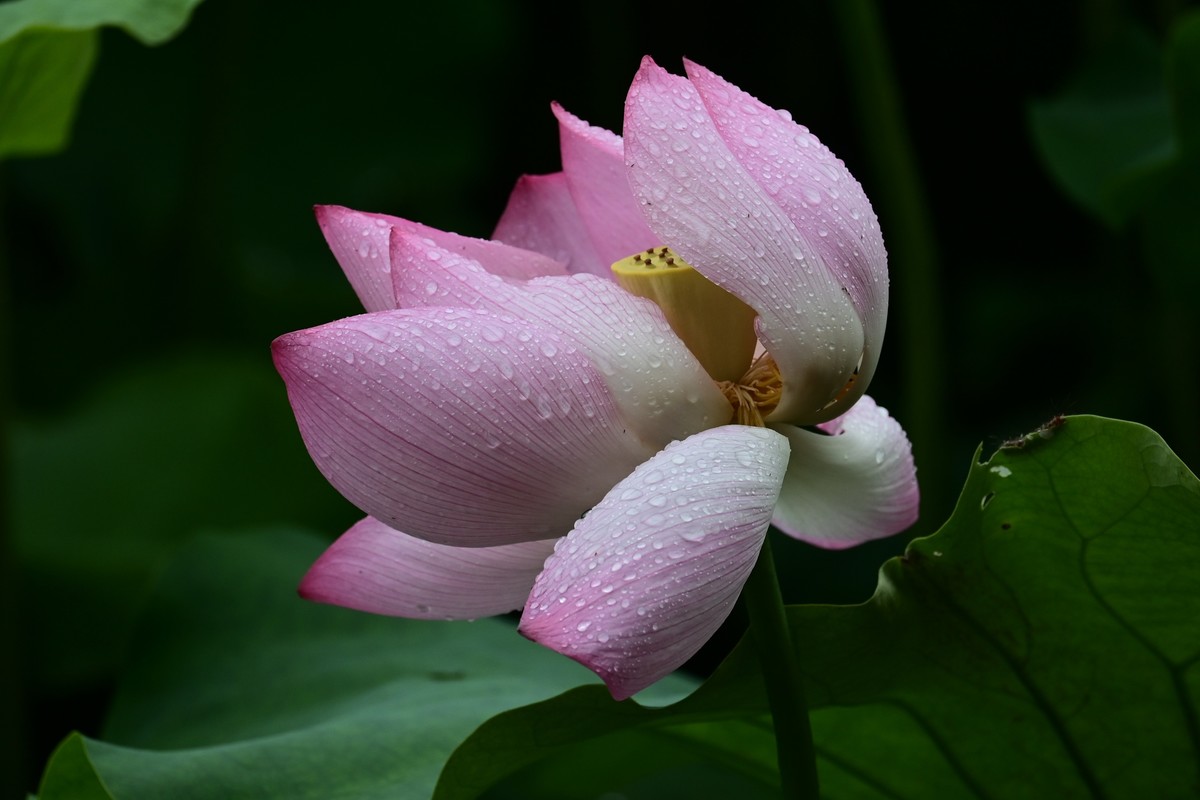 雨天拍荷花