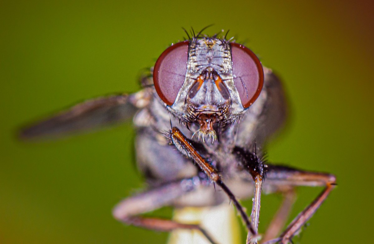 大头苍蝇昆虫写真