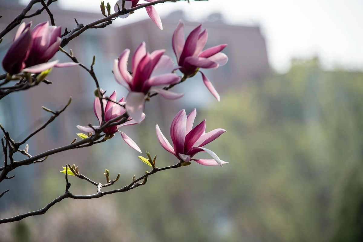 玉兰花开——北方的春天来的很晚