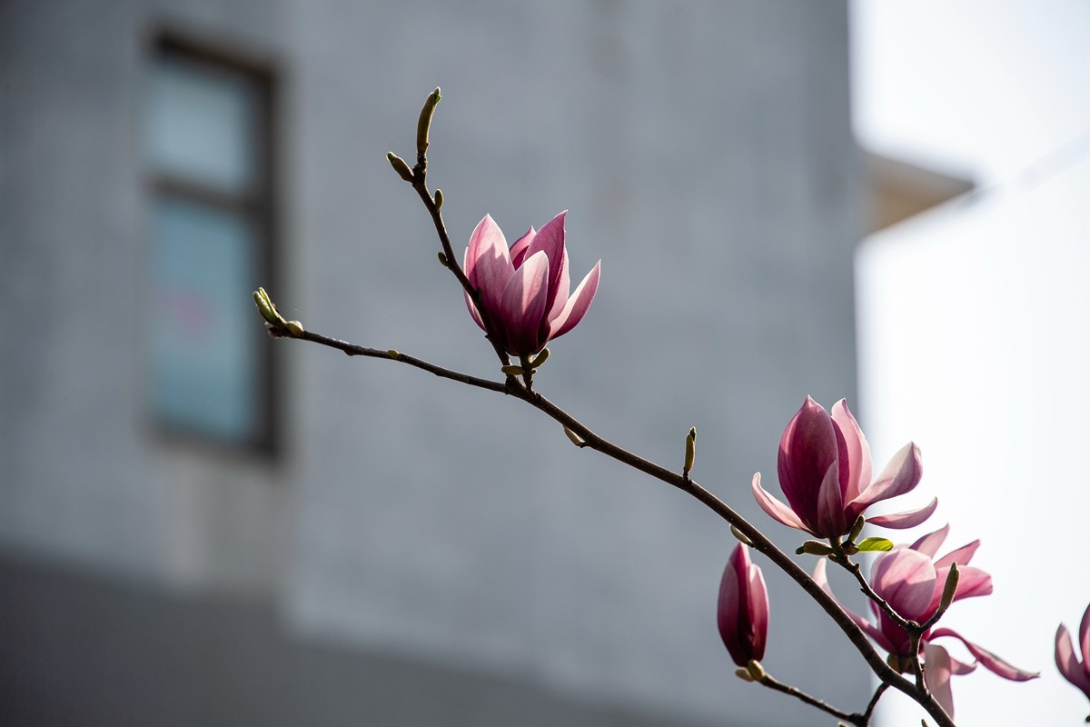 玉兰花开——北方的春天来的很晚