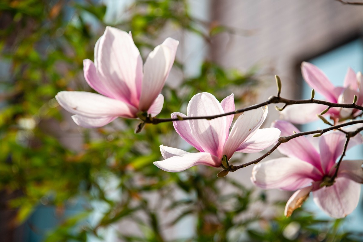 玉兰花开——北方的春天来的很晚