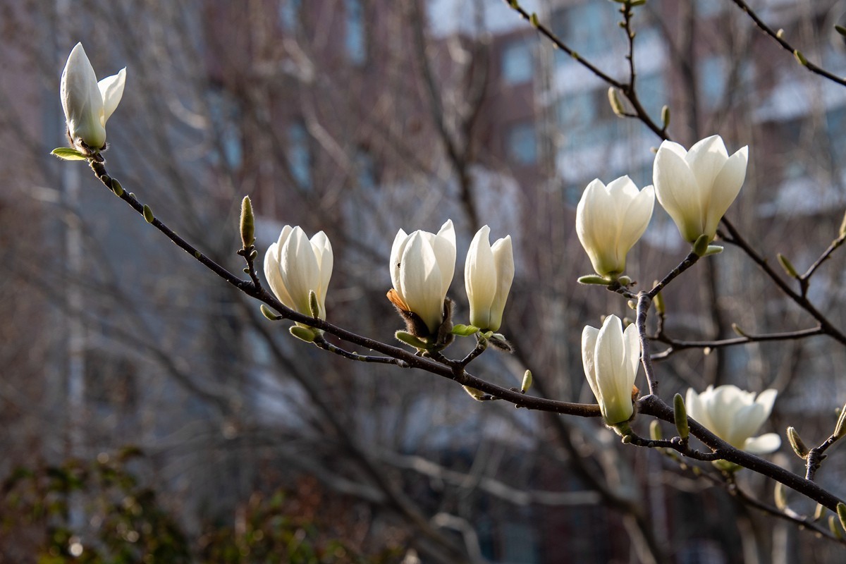 玉兰花开——北方的春天来的很晚