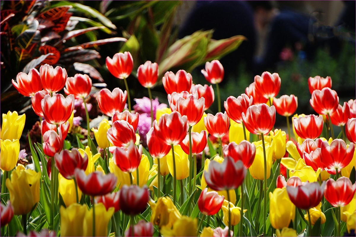 人见人爱郁金香