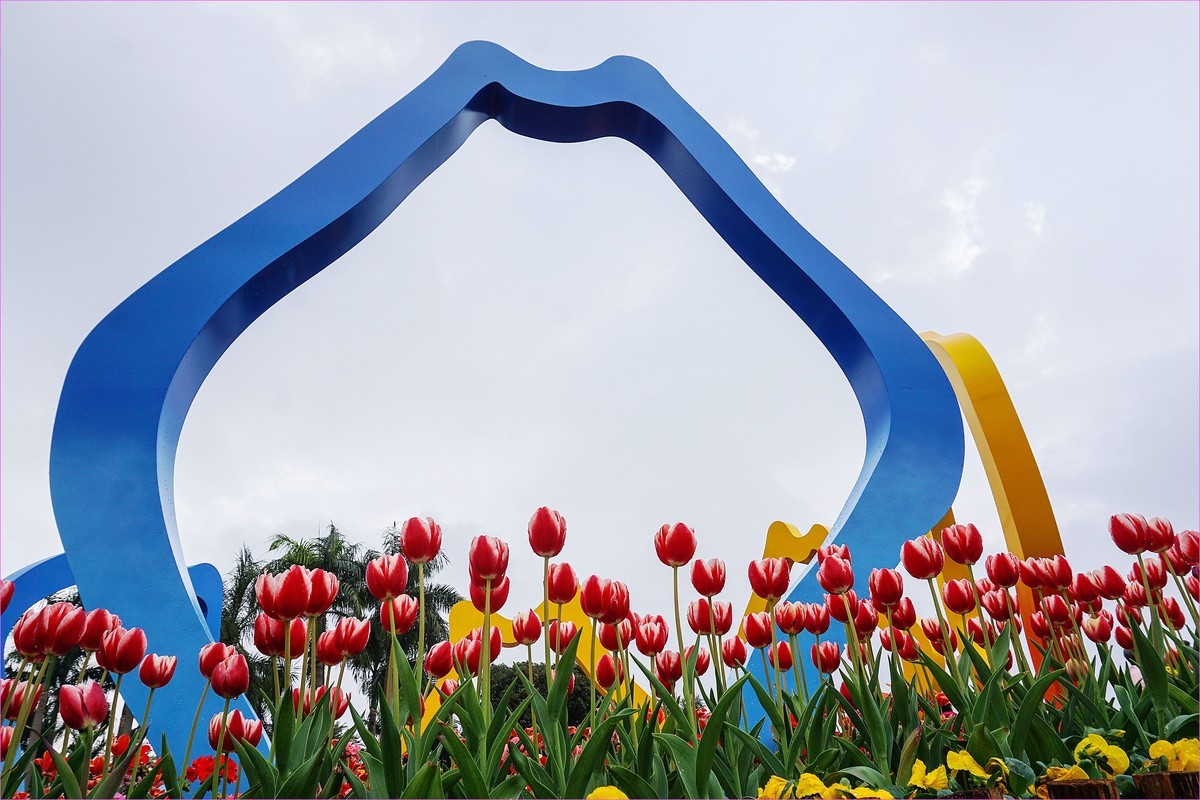 人见人爱郁金香