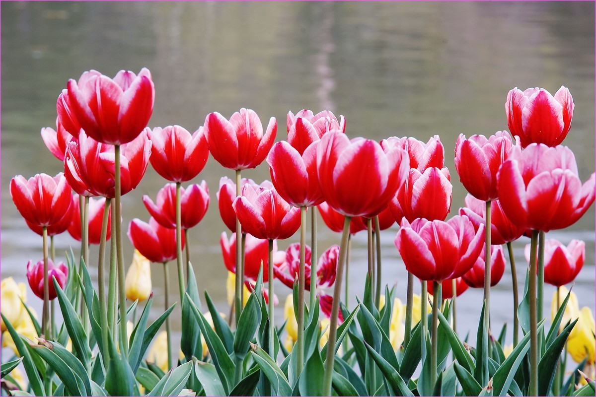 人见人爱郁金香