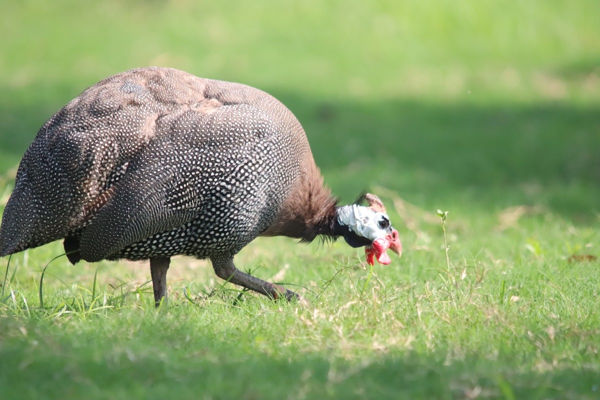 一组旧片草地上的珍珠鸡。