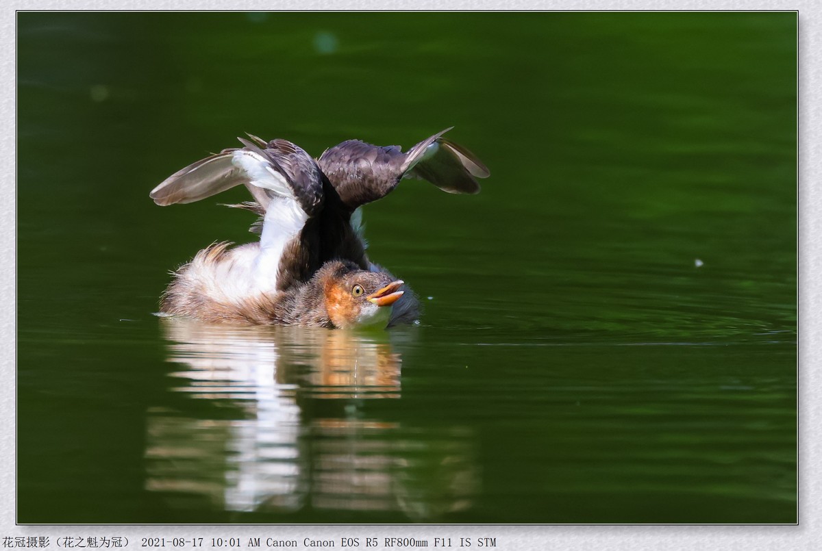 单反转无反延后6到7年使佳能、尼康落下风，EOS R1再延后2到3年亦喜亦忧？