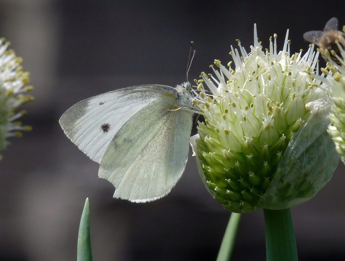 洋葱花和白蝴蝶