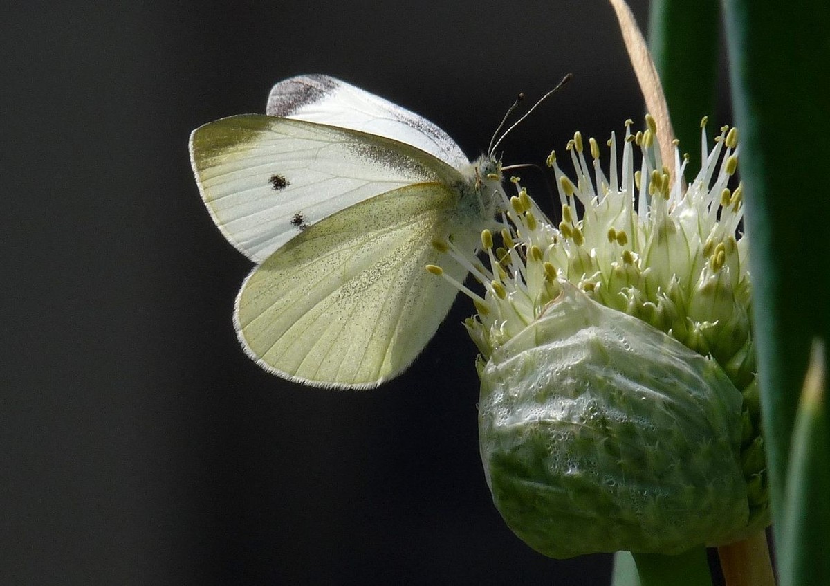 洋葱花和白蝴蝶