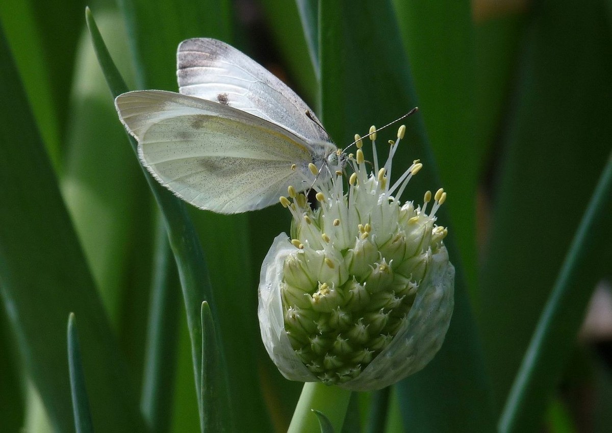 洋葱花和白蝴蝶
