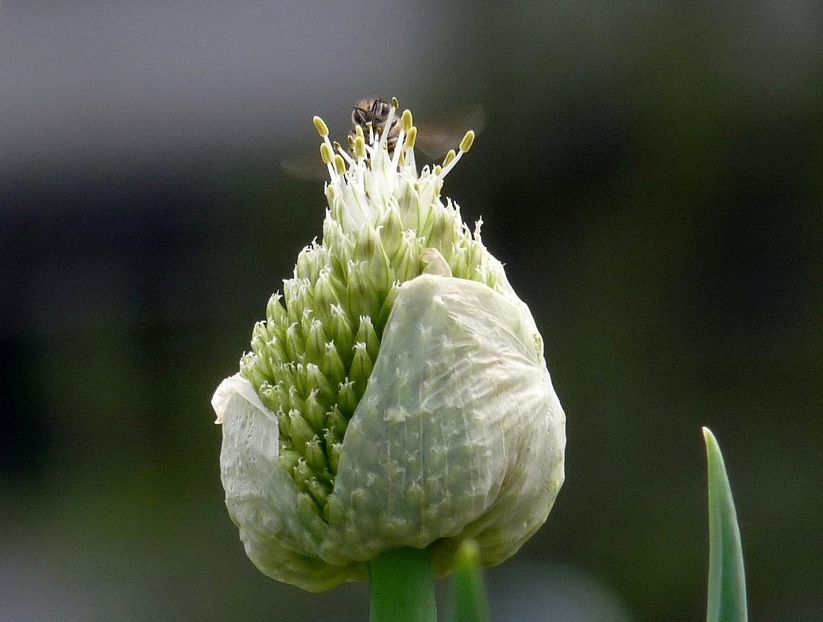 洋葱花和白蝴蝶