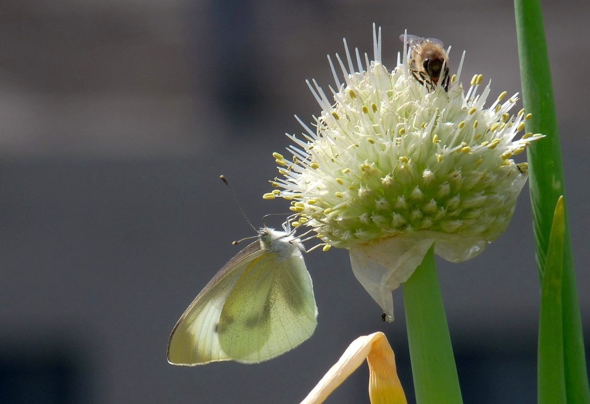 洋葱花和白蝴蝶