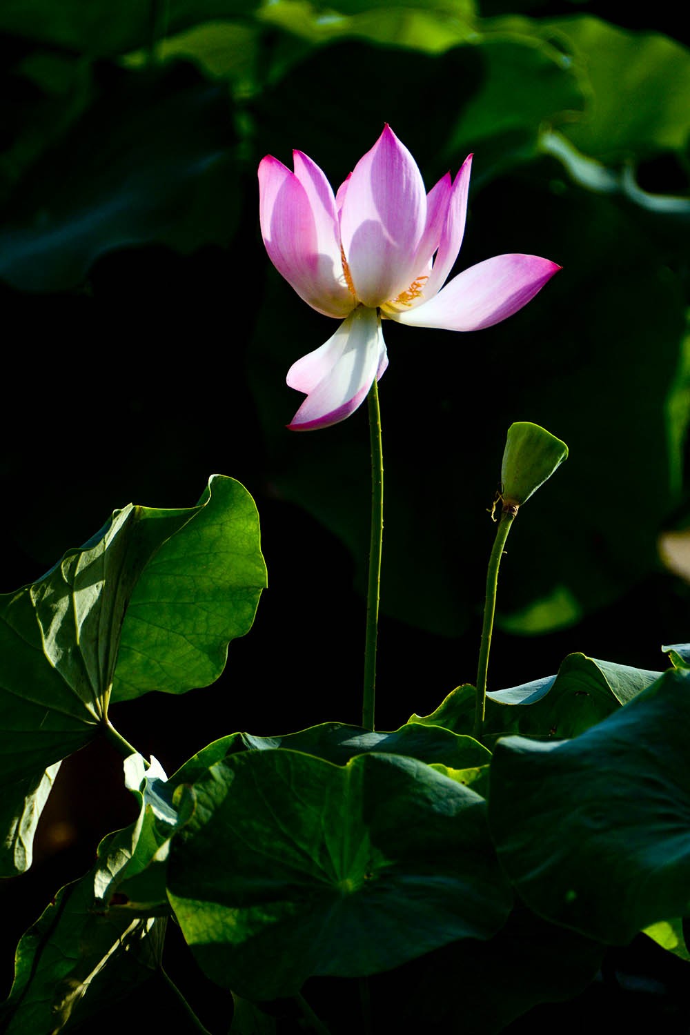 #荷花#-----莲花池荷花2