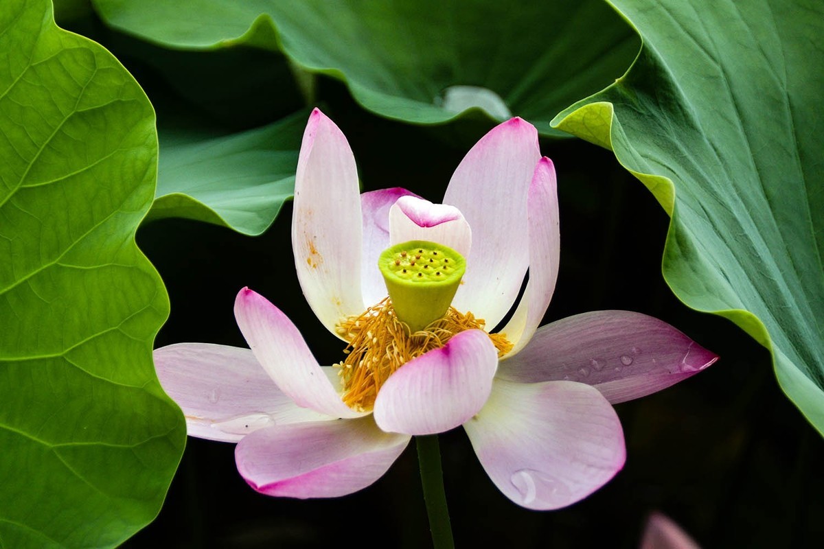 #荷花#-----莲花池荷花2