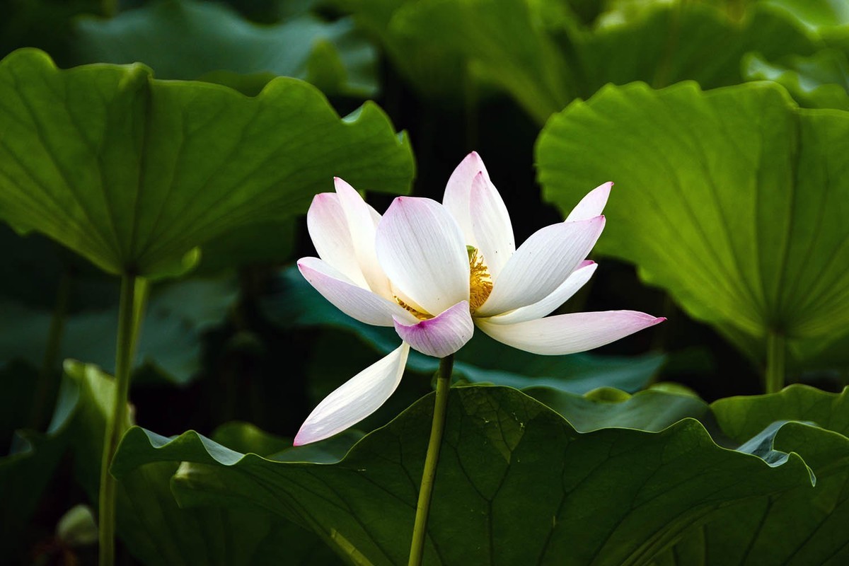 #荷花#-----莲花池荷花2