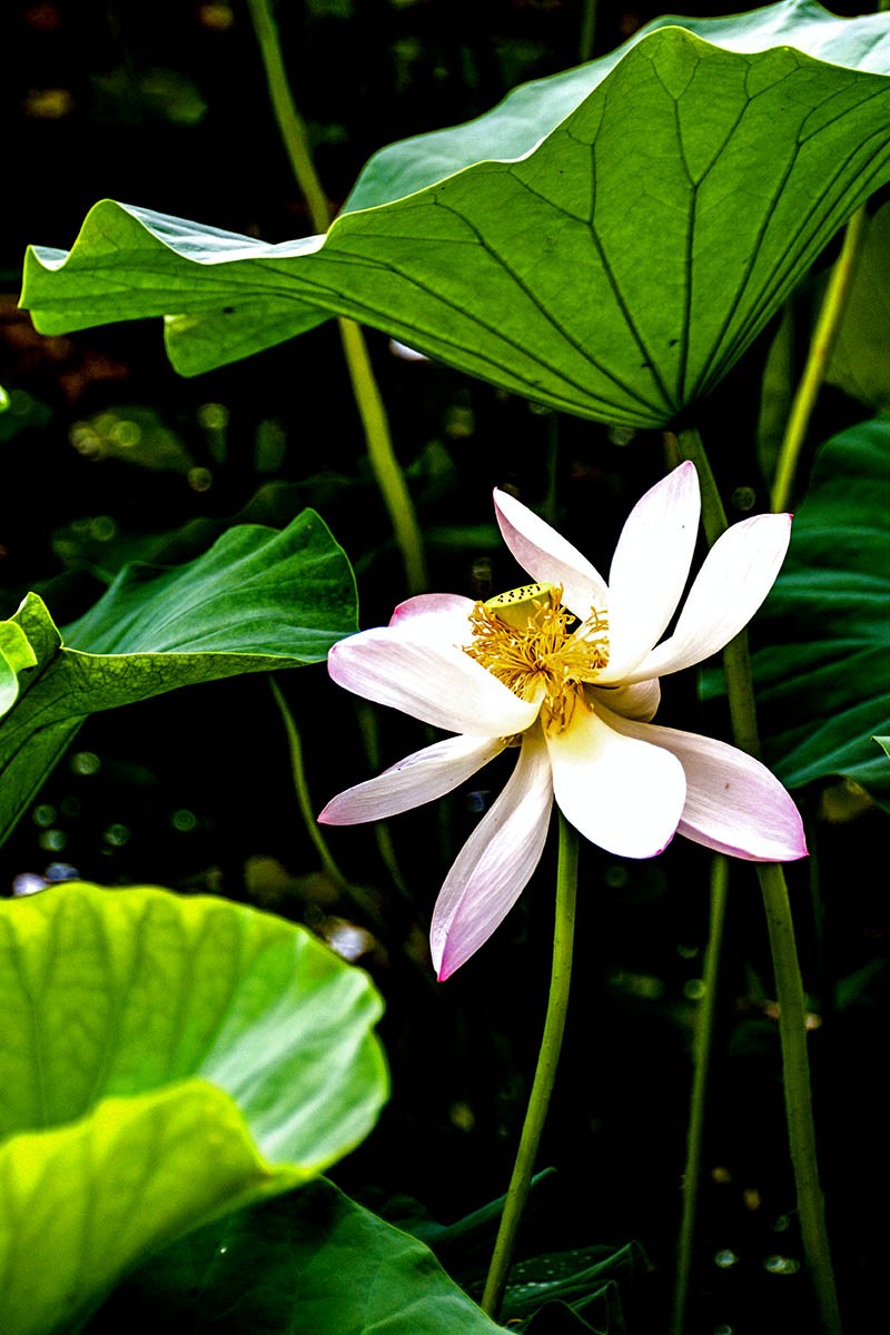 #荷花#-----莲花池荷花2