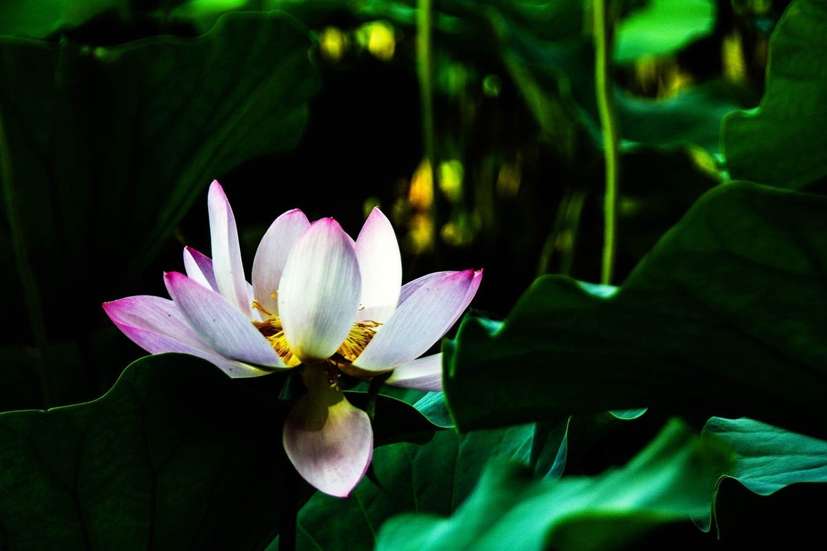 #荷花#-----莲花池荷花2