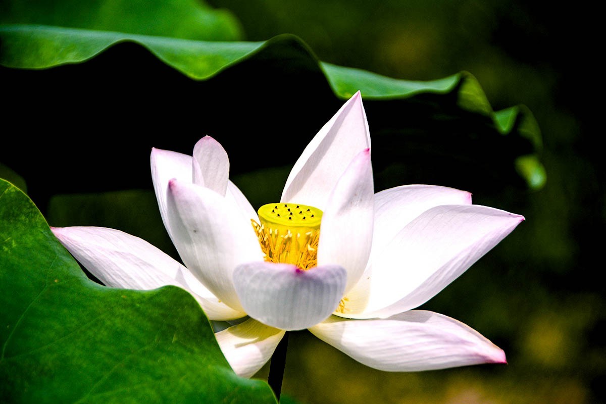 #荷花#-----莲花池荷花2