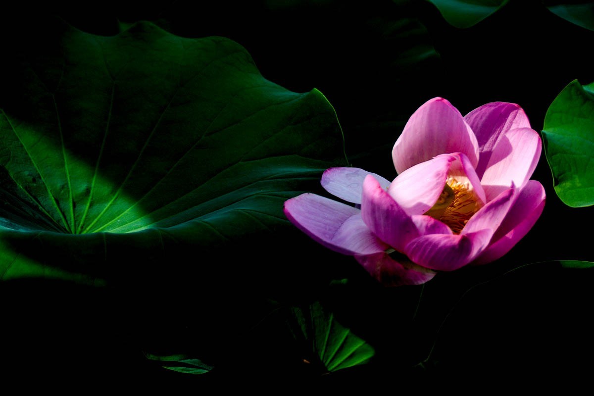 #荷花#-----莲花池荷花2