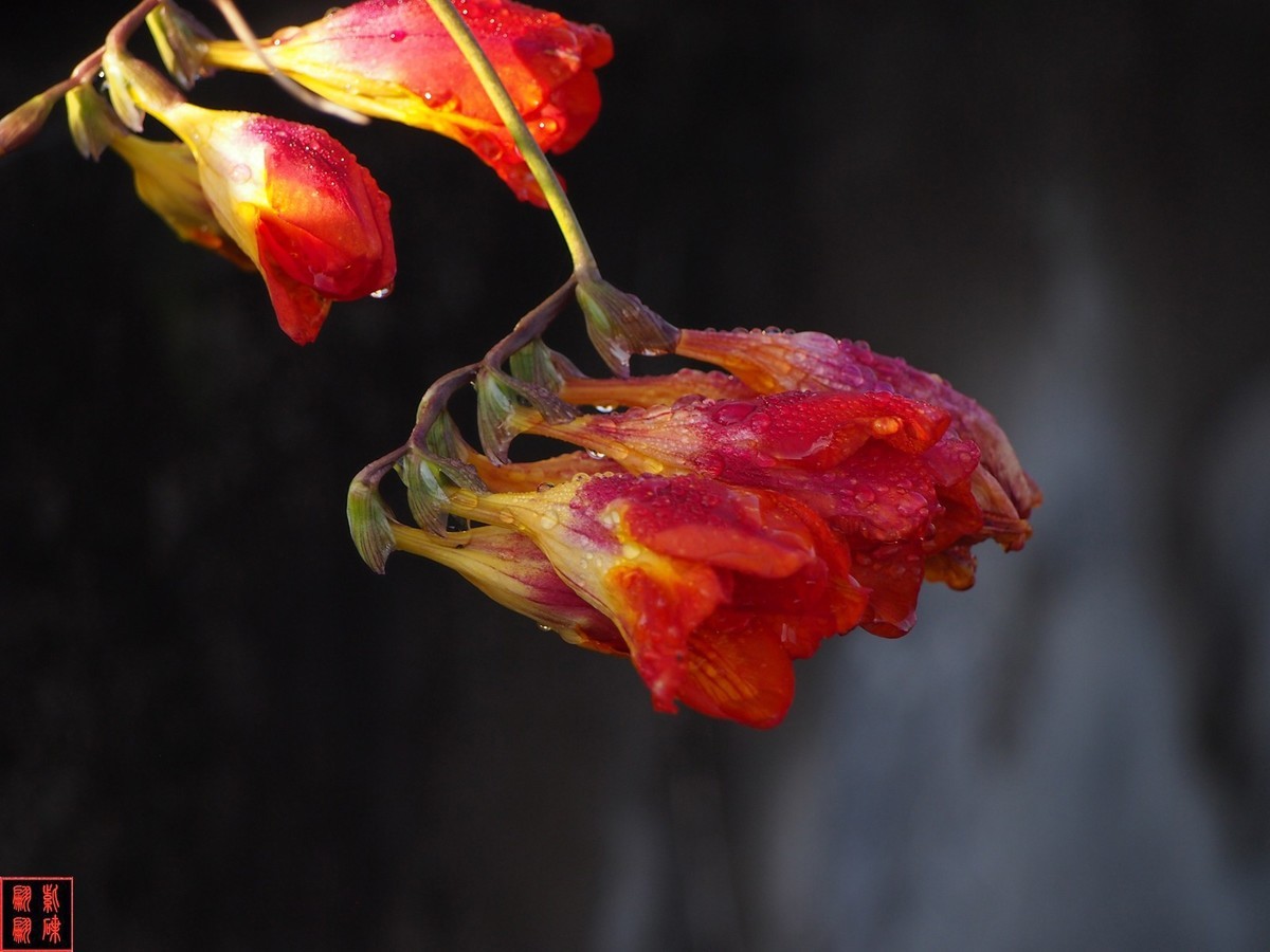 我为春天而开－－－香雪兰（2）