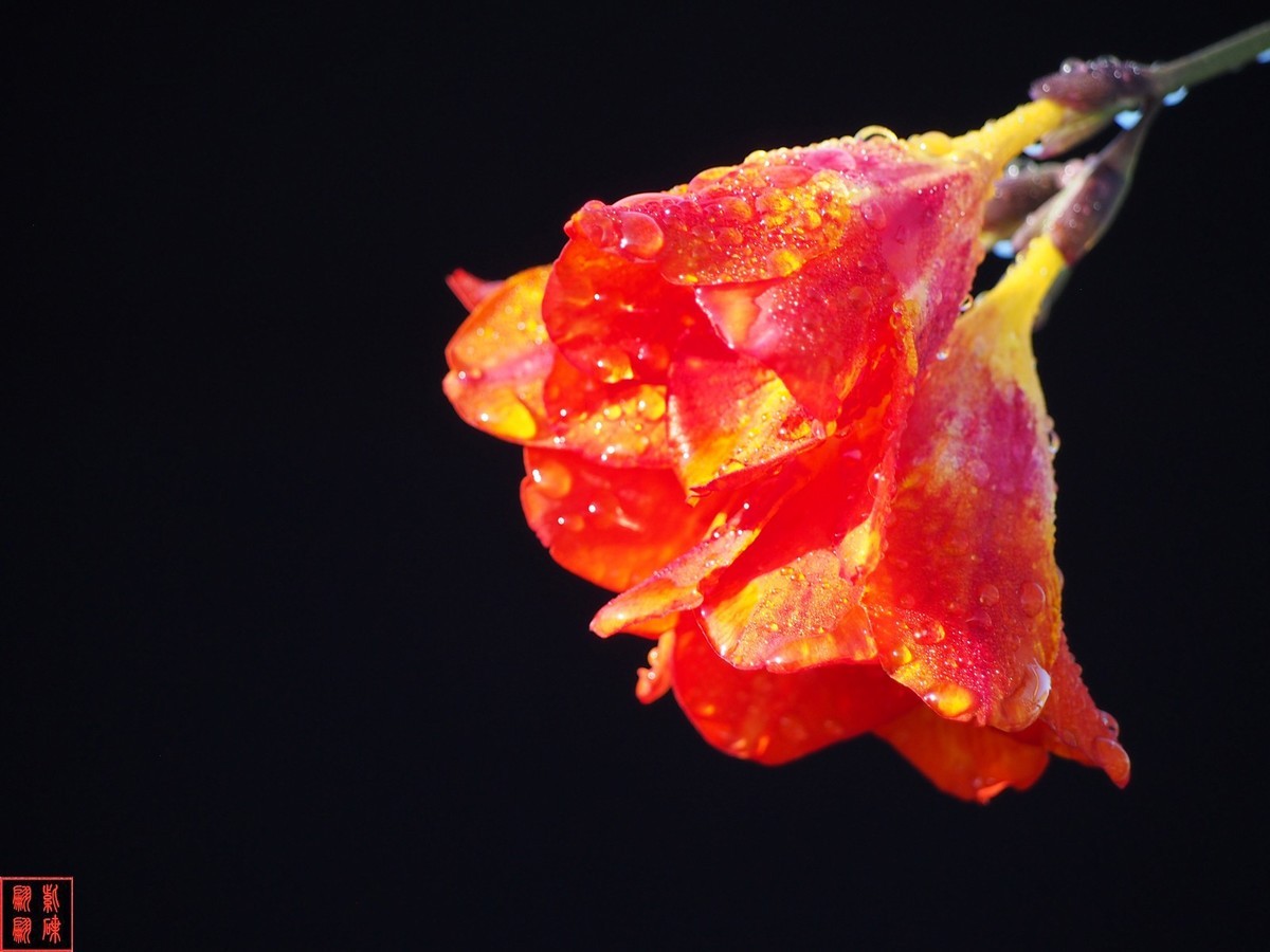 我为春天而开－－－香雪兰（2）