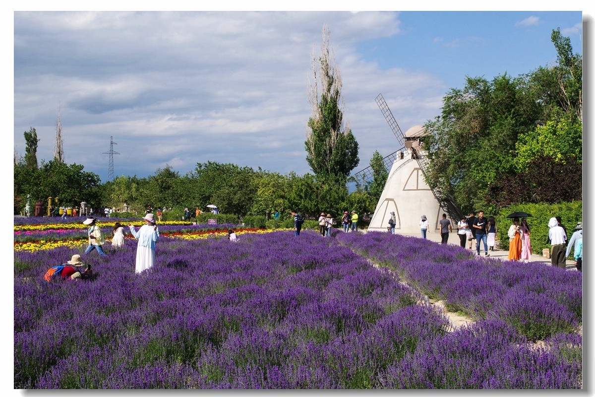 新疆之旅——薰衣草博览园