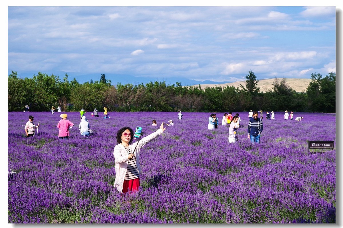 新疆之旅——薰衣草博览园