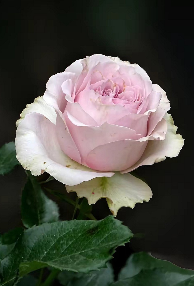  Floribunda Roses