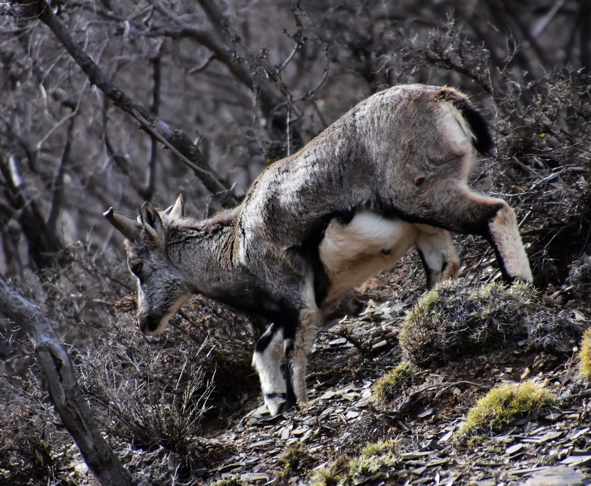 周末去爬贺兰山（下）