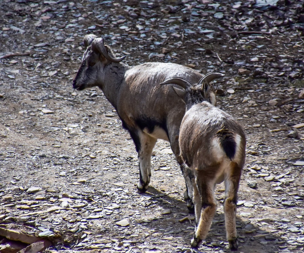 周末去爬贺兰山（下）