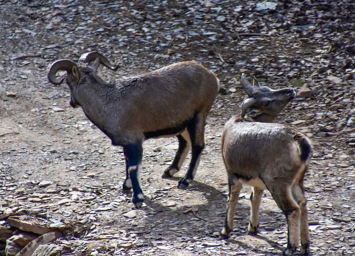 周末去爬贺兰山（下）