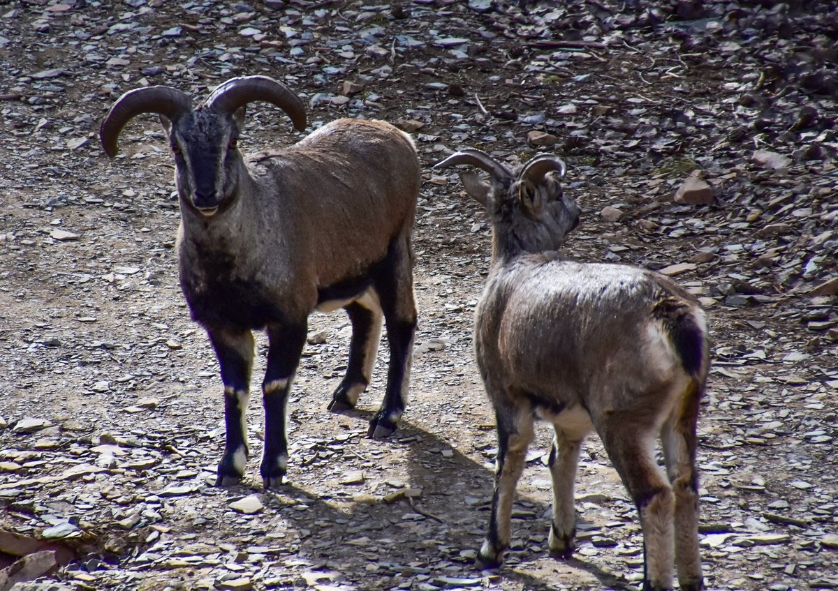 周末去爬贺兰山（下）