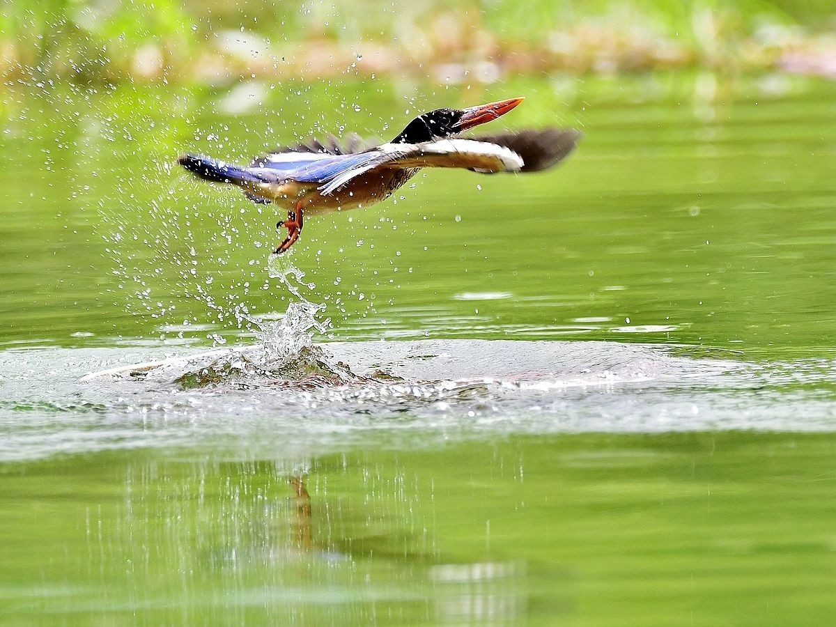 【视觉光影】 潍 坊 拍 鸟 （22）